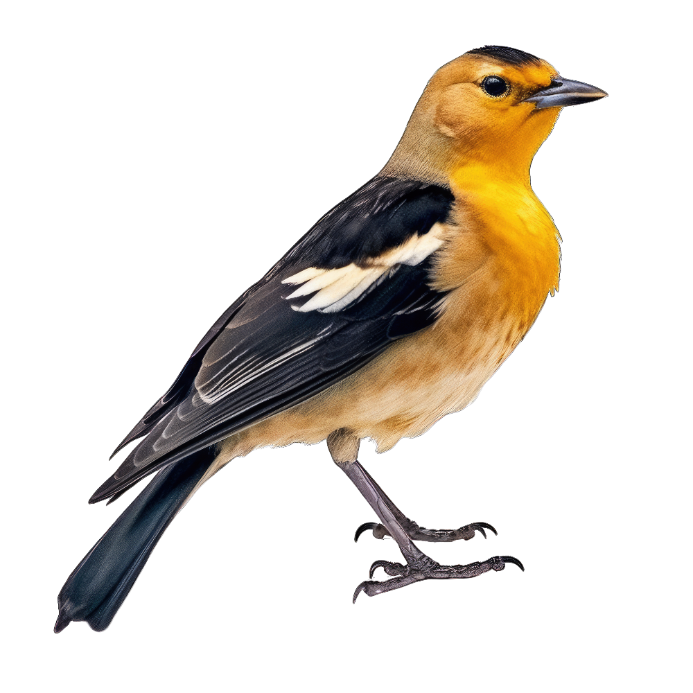 Yellow-headed blackbird bird 3- paitakuva